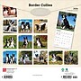2026 BrownTrout Border Collies 12" x 12" Monthly Wall Calendar (9798330702565)~#|#~3CAFE0C5-6092-4510-A8FA2FABB9ABD9A1_sc7