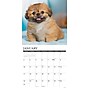 2027 Willow Creek Pekingese 11" x 12" Monthly Wall Calendar, Assorted Colors (61763)~#|#~3CEBFC34-071E-4168-B9AD830FF56C5405_sc7