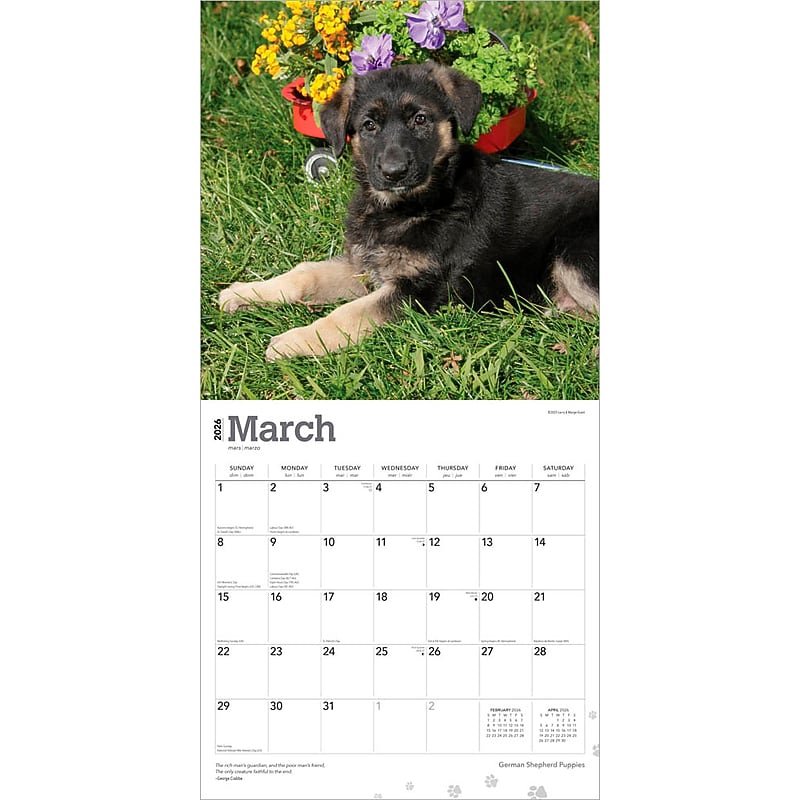 2026 BrownTrout German Shepherd Puppies 12" x 12" Monthly Wall Calendar (9798330703364) image 1