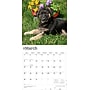 2026 BrownTrout German Shepherd Puppies 12" x 12" Monthly Wall Calendar (9798330703364)~#|#~3D2326FE-9F0E-4612-91782EA9FA77C251_sc7