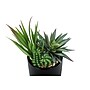Monarch Specialties Inc. 7" Artificial Succulent Plant in Pot, 2/Set (I 9554)~#|#~3D3F47BE-521A-4FCD-B662BFBB26BDD2D3_sc7