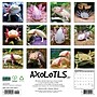 2027 Willow Creek Axolotls 12" x 12" Monthly Wall Calendar, Assorted Colors (58947)~#|#~3D598F69-4108-46AC-90F6DA4F38F42CE9_sc7