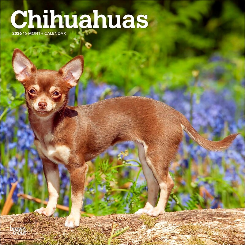 2026 BrownTrout Chihuahuas 12" x 12" Monthly Wall Calendar (9798330702947) image 1