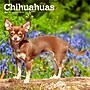 2026 BrownTrout Chihuahuas 12" x 12" Monthly Wall Calendar (9798330702947)~#|#~3D62BA1F-9068-422E-B0A0A2A80B88BA7E_sc7