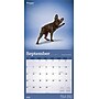 2026 BrownTrout Yoga Dogs 12" x 12" Monthly Wall Calendar (9798330701933)~#|#~3D653FFC-254D-4D83-90060D6EA5DEBD2B_sc7