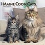2027 BrownTrout Maine Coon Cats 12" x 12" Monthly Wall Calendar (9798330711819)~#|#~3D87FD32-E09E-41CD-B9A8871D414C3DFC_sc7