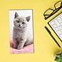 2026-2028 Willow Creek Kitten 3.5" x 6.5" Monthly Pocket/Wallet Calendar, Assorted Colors (66270)~#|#~3D98AF88-59FA-426F-88E194AD2183D1D4_sc7