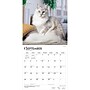 2027 BrownTrout Maine Coon Cats 12" x 12" Monthly Wall Calendar (9798330711819)~#|#~3DF1EF02-A1B8-4BAC-A2F34253456D74A1_sc7