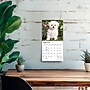 2027 BrownTrout Bichon Frise Puppies 7" x 7" Monthly Wall Calendar, Assorted Colors (9798330709892)~#|#~3E274ABC-9D1A-4724-8F6CC9AA3FE57F73_sc7