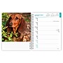 2027 BrownTrout Dachshunds 6.5" x 7.8" Calendar Year Weekly Standard Planner, Multicolor (9798330709489)~#|#~3E744EBA-C1F5-451E-9B8C433EBAFA15C1_sc7