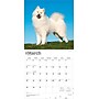 2026 BrownTrout Samoyeds 12" x 12" Monthly Wall Calendar (9798330705412)~#|#~3EBD45D4-656B-45B4-B77F92B7FB121D31_sc7