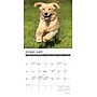 2026 Willow Creek Just Goldens 7" x 7" Monthly Wall Calendar (53607)~#|#~3ECFCFA9-CB8C-4E70-98654CC66B3964CF_sc7