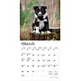 2026 BrownTrout Border Collie Puppies 7" x 7" Monthly Wall Calendar (9798330702534)~#|#~3F1540CC-DEBF-4929-BACADFC7418B6642_sc7