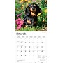 2026 BrownTrout Miniature Dachshunds 12" x 12" Monthly Wall Calendar (9798330703135)~#|#~3F324369-80D2-496E-8FB722F4E90541F1_sc7