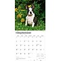 2026 BrownTrout Boston Terrier Puppies 12" x 12" Monthly Wall Calendar (9798330702596)~#|#~3F5C5670-2AE1-4BBA-85F1F5A7D93BB6CE_sc7