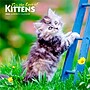 2026 BrownTrout For the Love of Kittens 7" x 7" Monthly Wall Calendar (9798330704132)~#|#~3F76F0C5-2C06-4936-9052787B6D8A81A3_sc7
