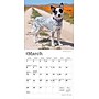 2026 BrownTrout Australian Cattle Dogs 7" x 7" Monthly Wall Calendar (9798330702183)~#|#~3F801F78-B2EF-489A-BF186495D3E9451F_sc7
