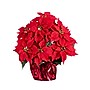 Nearly Natural 19-in Artificial Lush Poinsettia Arrangement in Red Wrapped Planter (A2172)~#|#~3FE0C40F-3D52-4E63-B6D062A26B3B9F07_sc7
