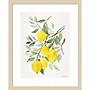 Amanti Art Lemon Citrus by Patricia Shaw Wood Framed Wall Art Print, 17" x 21" (A42675506061)~#|#~3FE794D9-4B00-4402-8CAC0DD7CA76FE83_sc7