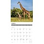 2027 Willow Creek Giraffes 12" x 12" Monthly Wall Calendar (60421)~#|#~4039DD65-DCDD-4DD5-A8C80DD1AE48682B_sc7