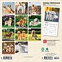 2026 BrownTrout Golden Retrievers 7" x 7" Monthly Wall Calendar (9798330703487)~#|#~40465163-43DB-4B69-A795BB5F115F676A_sc7