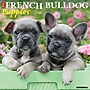 2027 Willow Creek French Bulldog Puppies 12" x 12" Monthly Wall Calendar, Assorted Colors (60292)~#|#~4061EF37-9F2E-4878-81E157EA94AC6FF9_sc7