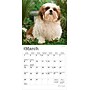 2026 BrownTrout Shih Tzu Puppies 7" x 7" Monthly Wall Calendar (9798330705542)~#|#~40729B03-12E0-43C1-980D6C86357FA8C3_sc7