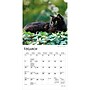 2027 BrownTrout Black Cats 7" x 7" Monthly Wall Calendar, Assorted Colors (9798330709700)~#|#~40814A82-48F9-4268-A02425164D45420A_sc7