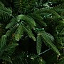 Nearly Natural 6-ft Pre-Lit Artificial Edmonton Fir Light Show Memory Shape Christmas Tree (T4785)~#|#~40DEDF98-EFC6-4A0B-B6A8A8336E06588A_sc7