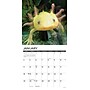 2026 Willow Creek Axolotls 12" x 12" Monthly Wall Calendar (49990)~#|#~410AD802-850E-42D6-97278BAF95DCC44F_sc7