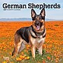 2027 BrownTrout German Shepherds 7" x 7" Monthly Wall Calendar, Assorted Colors (9798330710003)~#|#~416C73E0-037E-4517-A4DB9F7873C46B61_sc7