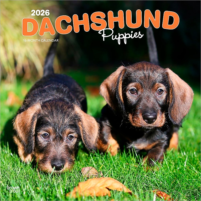 2026 BrownTrout Dachshund Puppies 12" x 12" Monthly Wall Calendar (9798330703098) image 1