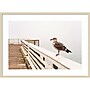 Amanti Art Sea gull on wharf by Alison Jones Danita Delimont Wood Framed Wall Art Print, 41" x 30" (A42675535759)~#|#~41B834AE-134A-4956-8C73D2F3E4F3489B_sc7