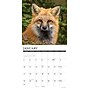2027 Willow Creek Foxes 12" x 12" Monthly Wall Calendar, Assorted Colors (60278)~#|#~4213096C-35A9-4A11-AF33AE174AAD30A4_sc7