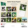 2026 BrownTrout Boston Terrier Puppies 12" x 12" Monthly Wall Calendar (9798330702596)~#|#~42382D54-4A26-46EE-807695F194842B8D_sc7