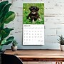 2026 BrownTrout Schnauzer Puppies 12" x 12" Monthly Wall Calendar (9798330705443)~#|#~428C0112-16B3-433D-B5CF4BABF4775354_sc7