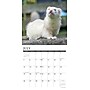 2026 Willow Creek Ferrets 12" x 12" Monthly Wall Calendar (55434)~#|#~42E444A1-C33D-450F-8E1C224854B013A3_sc7