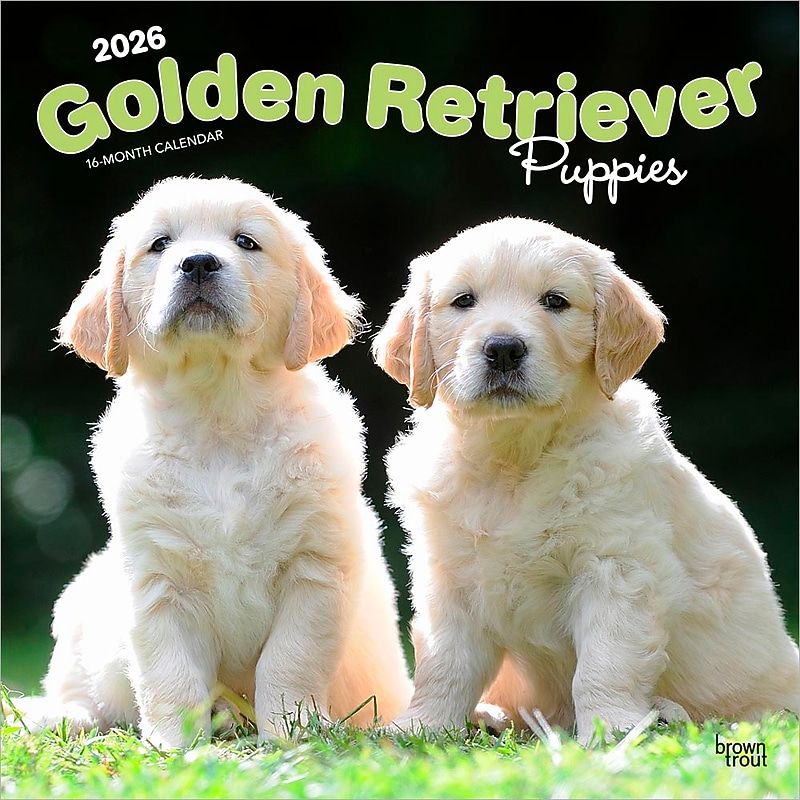 2026 BrownTrout Golden Retriever Puppies 12" x 12" Monthly Wall Calendar (9798330703463) image 1