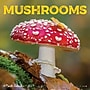 2027 Willow Creek Mushrooms 7" x 7" Monthly Wall Calendar, Assorted Colors (64092)~#|#~42EF5458-7158-4CAC-96A5229C43C7489B_sc7