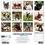 2026 Willow Creek French Bulldog Puppies 12" x 12" Monthly Wall Calendar (51160)~#|#~43139B76-9B2D-4383-929FA78D2471C8C8_sc7