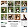 2026 Willow Creek Beagle Puppies 12" x 12" Monthly Wall Calendar (50132)~#|#~435CB046-CDA6-4FA2-8680A6D1CFBC64C2_sc7