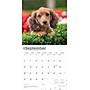 2026 BrownTrout Dachshund Puppies 12" x 12" Monthly Wall Calendar (9798330703098)~#|#~435F3350-9176-44AD-91B32C875E33C306_sc7