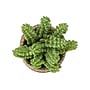 Monarch Specialties Inc. 7" Artificial Succulent Plants, 2/Set (I 9367)~#|#~4365A772-DD63-4056-94AEF3B131EBF8F2_sc7