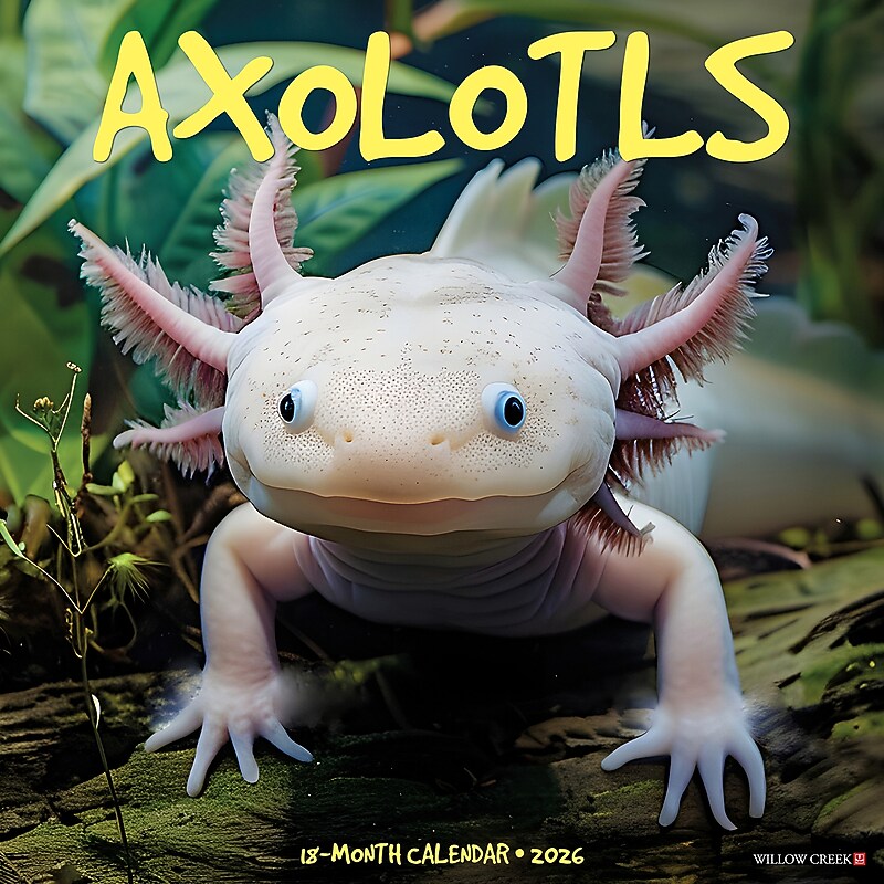 2026 Willow Creek Axolotls 12" x 12" Monthly Wall Calendar (49990) image 1