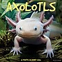 2026 Willow Creek Axolotls 12" x 12" Monthly Wall Calendar (49990)~#|#~437EEA32-27CB-4F99-BDD22C6177351150_sc7