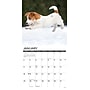 2026 Willow Creek Jack Russell Puppies 12" x 12" Monthly Wall Calendar (51610)~#|#~438FE800-006E-40DD-B001DC3ED063A6EC_sc7