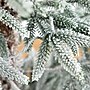 Nearly Natural 6-ft Pre-Lit Artificial Flocked Woodland Fir Christmas Tree with 150 Warm White LED Lights (T4792)~#|#~43D0374F-A6CA-45B9-A2176554126EC7E0_sc7
