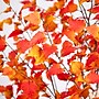 Nearly Natural 9' Autumn Birch Artificial Fall Tree (T4806)~#|#~43E124B1-A1B5-4848-A46D8A4AB4551EDB_sc7