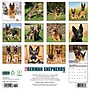 2026 Willow Creek German Shepherds 12" x 12" Monthly Wall Calendar (51238)~#|#~43FD1C85-C29F-4962-89367D6A222136E3_sc7