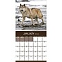 2026 TF Publishing Wolves 12" x 12" Monthly Wall Calendar, Multi (26-1035)~#|#~44525EDB-EF16-44A9-A547B61DA2F347F7_sc7
